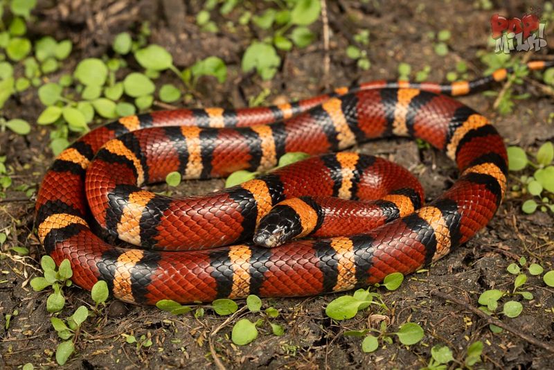 Milk Snake: The Barnyard Friend