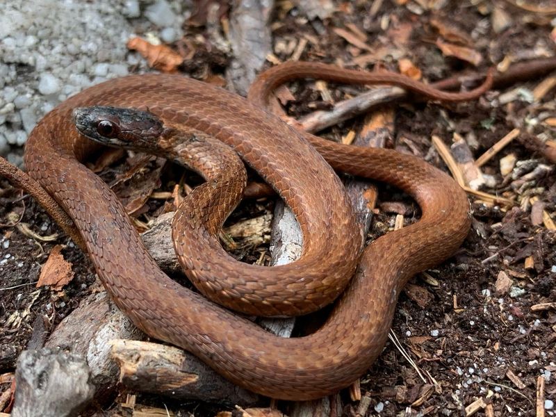 Dekay's Brown Snake