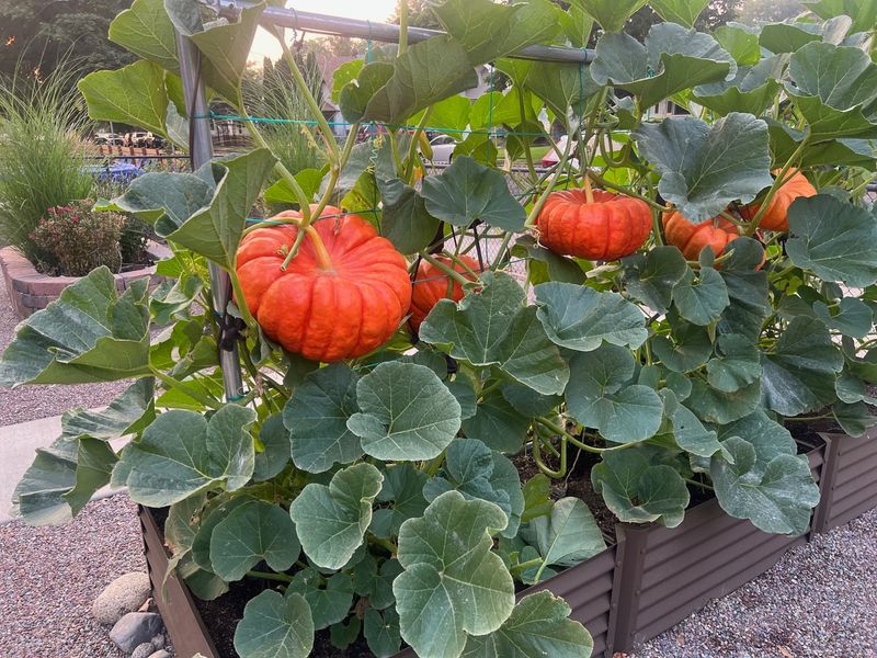 Pumpkins: Space-Hogging Vines