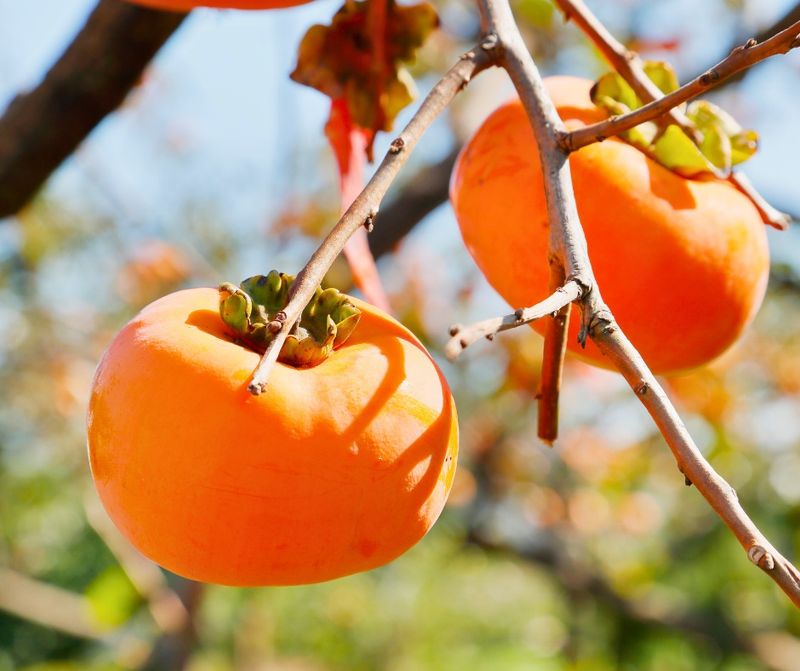Persimmons