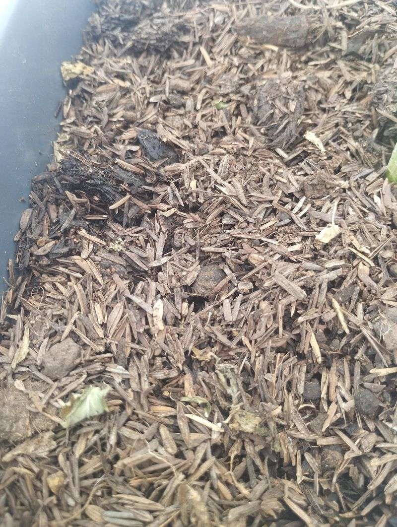 Rice Hulls