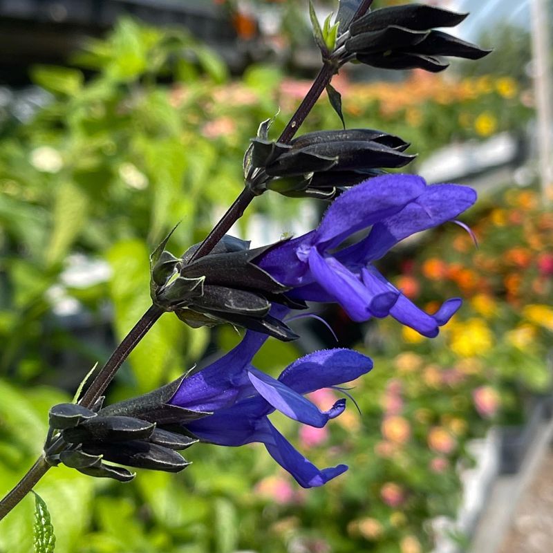 Salvia