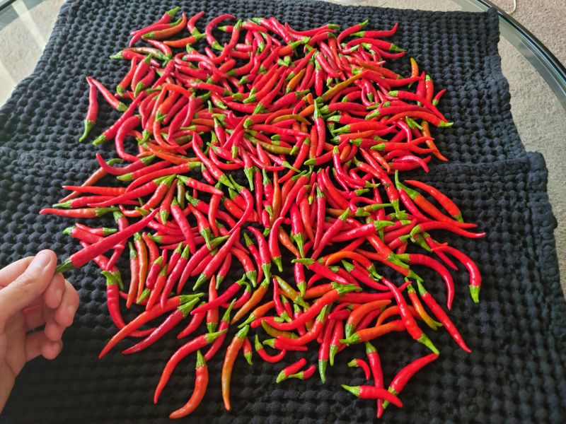 Cayenne Pepper Sprinkle