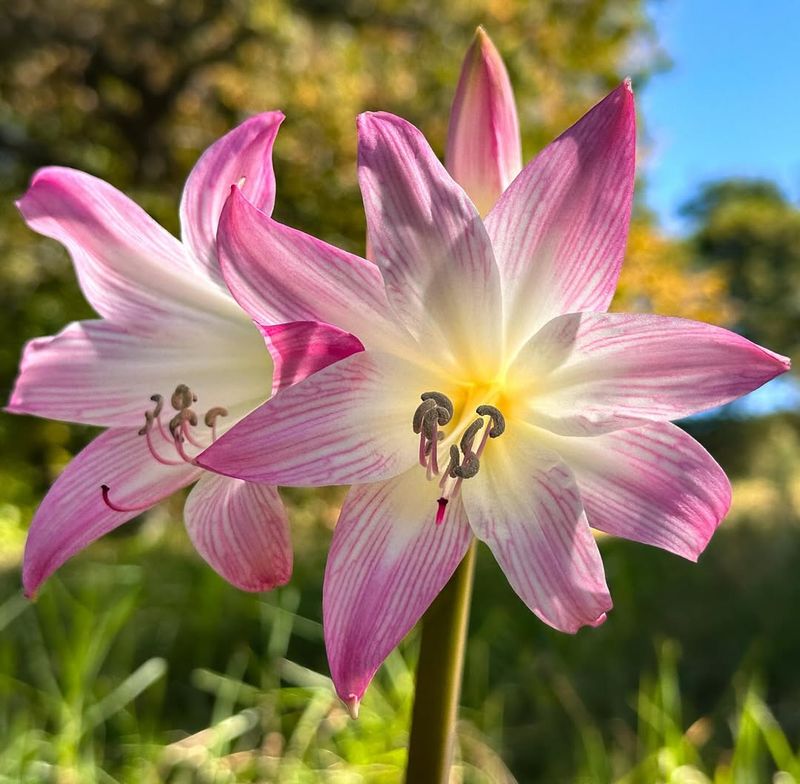 Naked Ladies