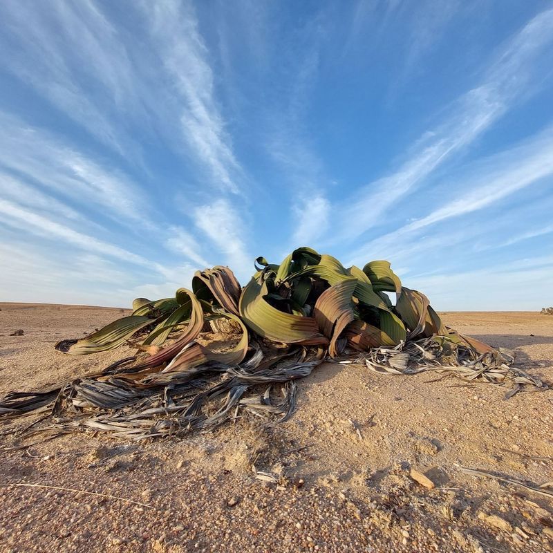 Welwitschia: The Living Fossil