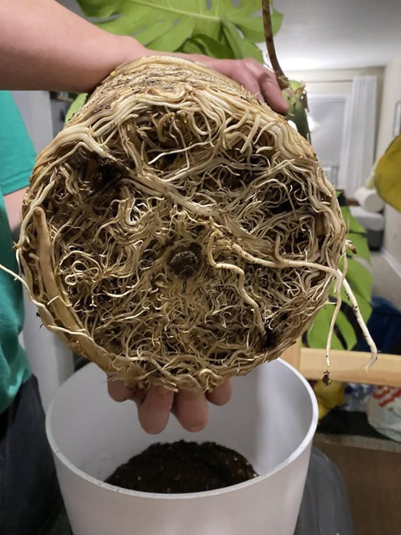 Repot Rootbound Plants