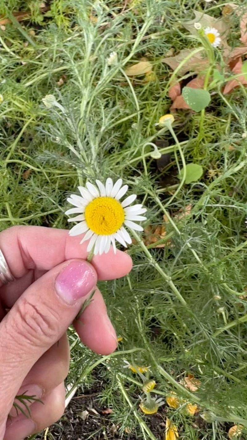 Roman Chamomile