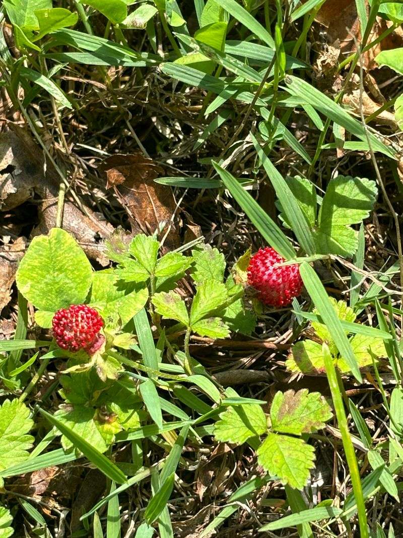Ornamental Strawberry