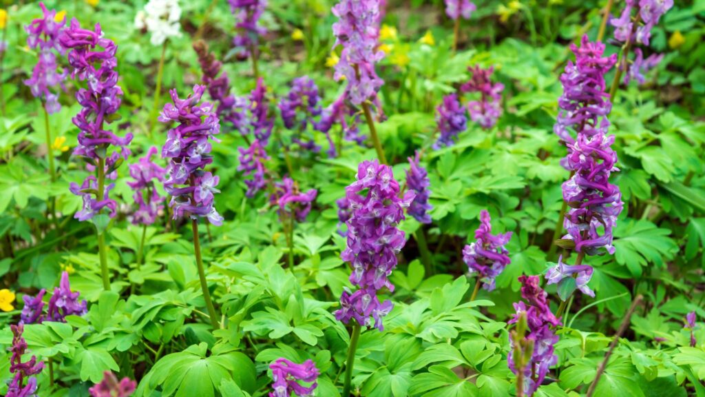 Corydalis (Corydalis lutea)