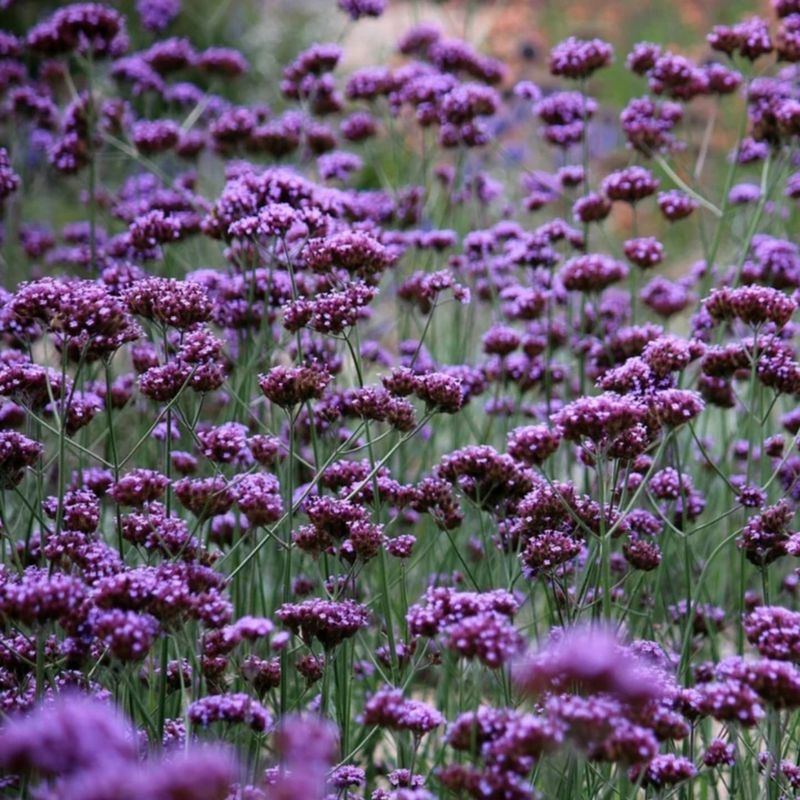 Verbena Bonariensis