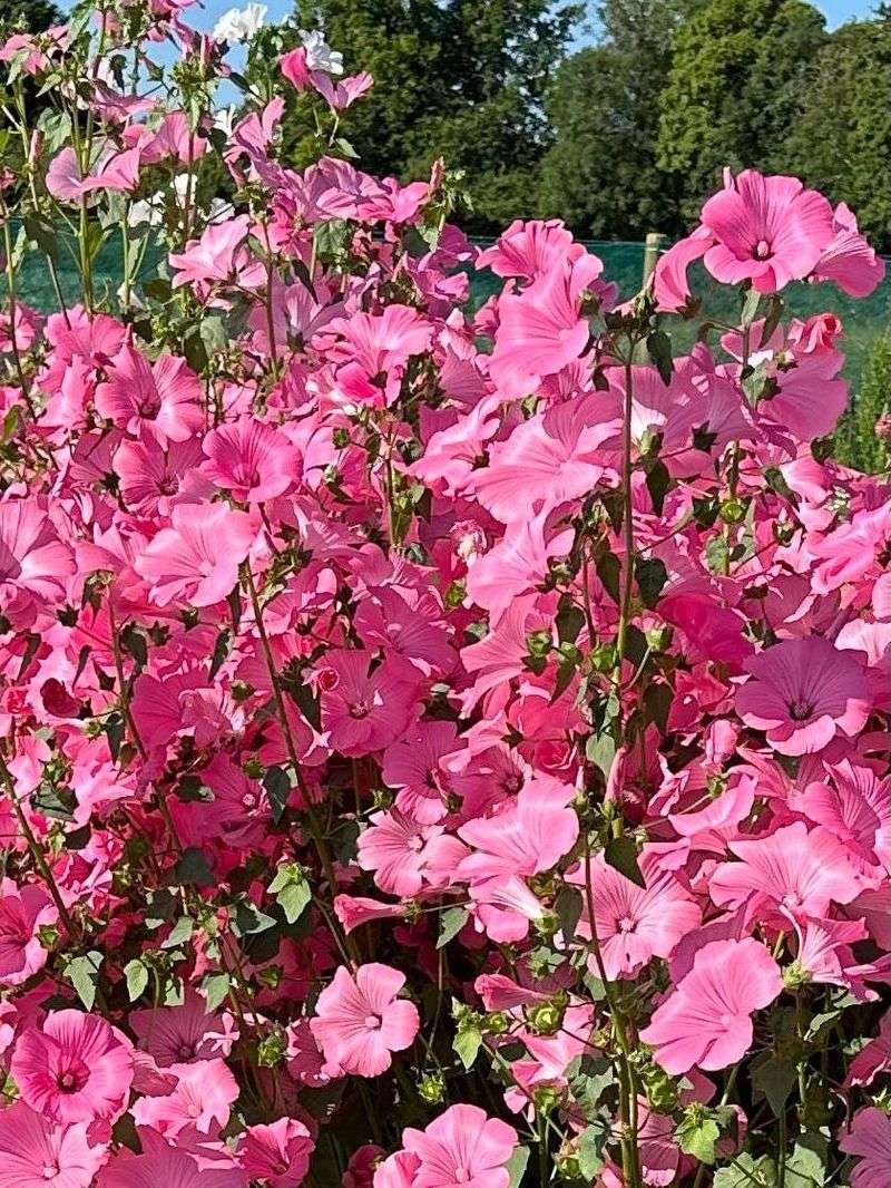 Lavatera (Tree Mallow)