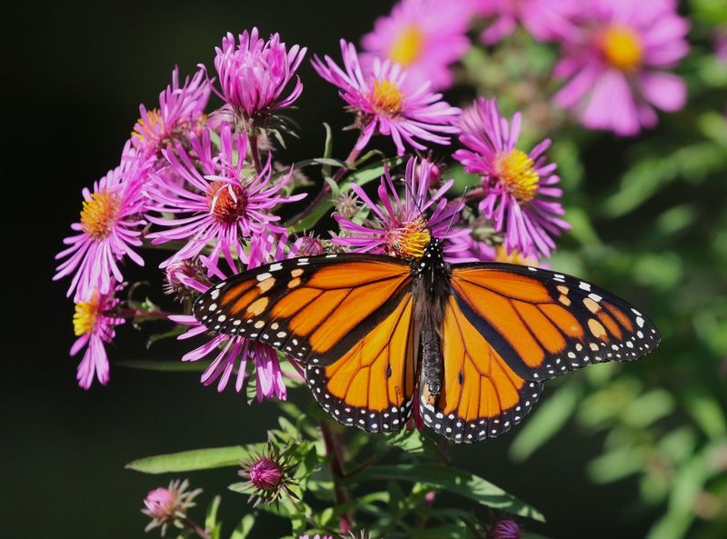 Aster