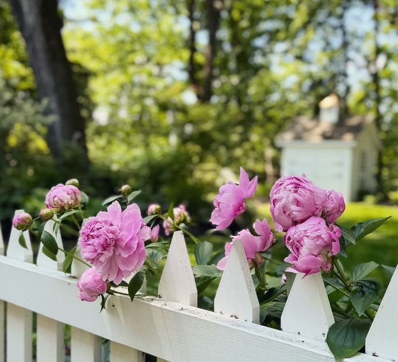 Peonies