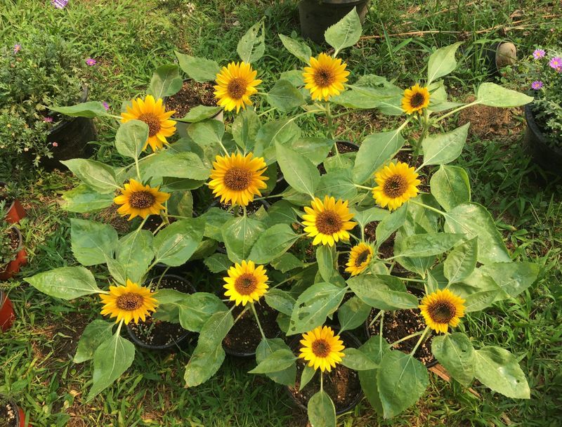 Sunflowers