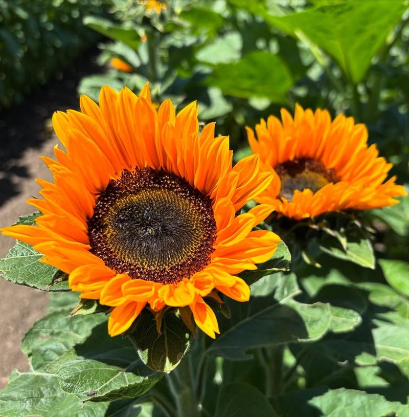 Sunflower