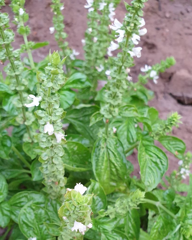 Basil