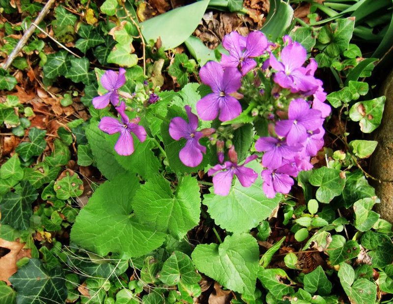 Lunaria