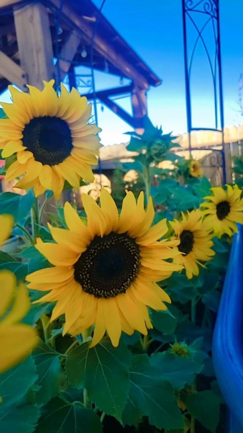 Sunflowers - Sunny Sky Scrapers