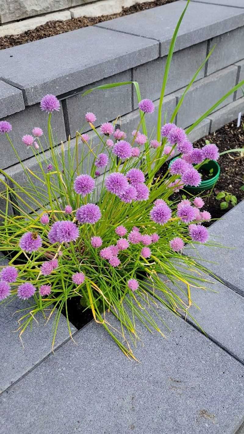 Chives: Purple Pom-Pom Protectors