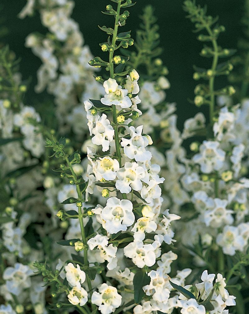 Angelonia