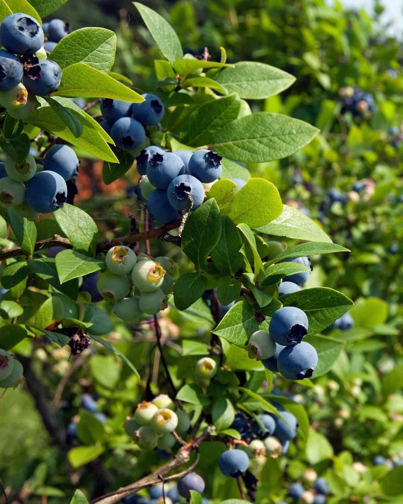 Highbush Blueberry