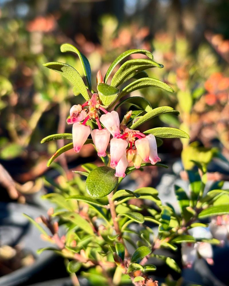 Bearberry (Arctostaphylos uva-ursi)