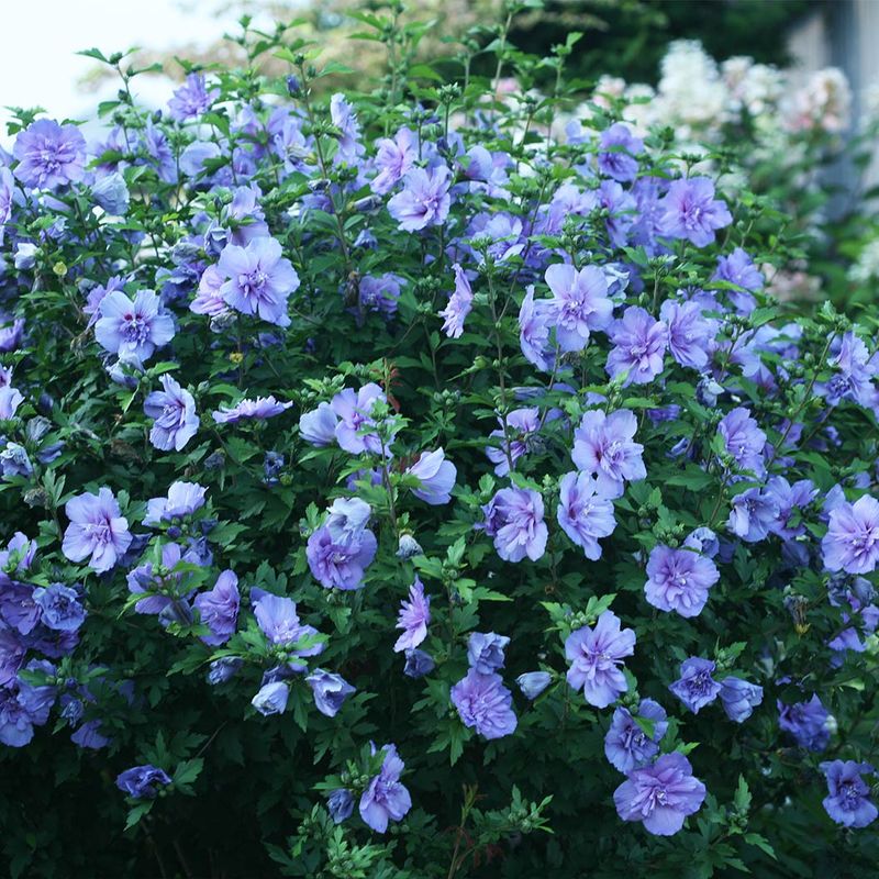 Rose of Sharon: The Heavy Feeder