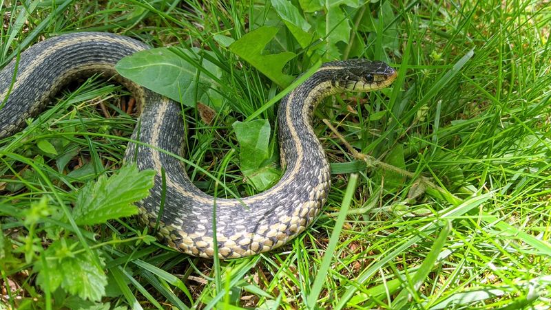 Garter Snake
