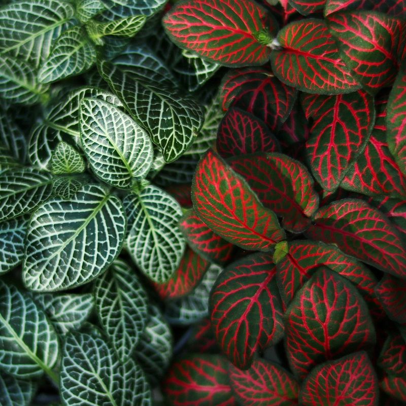 Fittonia Albivenis