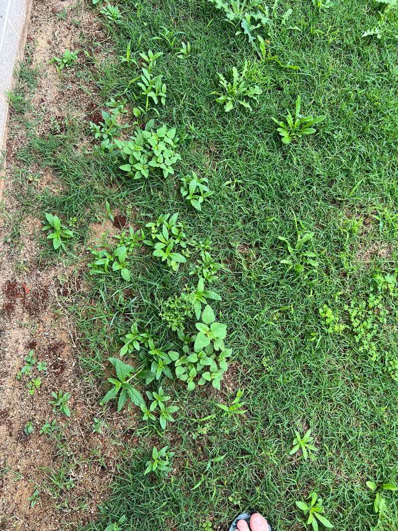 Use Pre-Emergent Herbicides