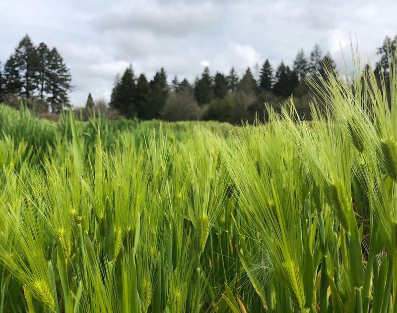 Barley