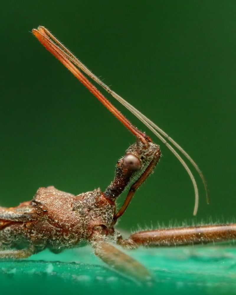 Assassin Bugs
