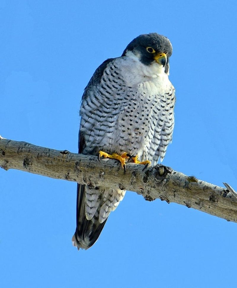 Peregrine Falcons: Skyscraper Nesters