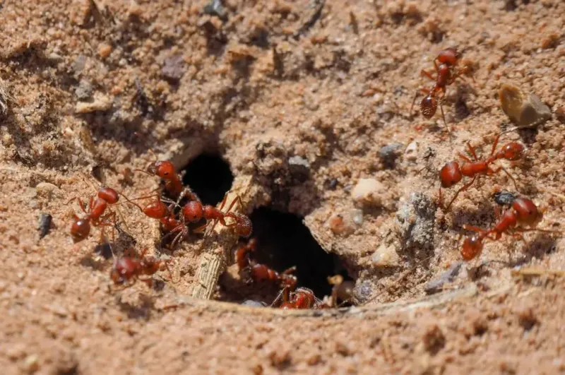 Fire Ants