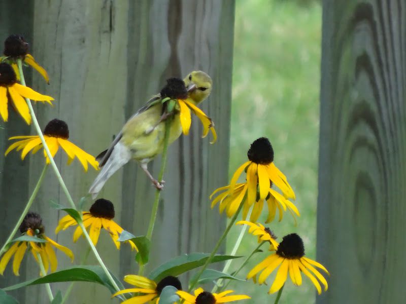Black-Eyed Susan (Rudbeckia)