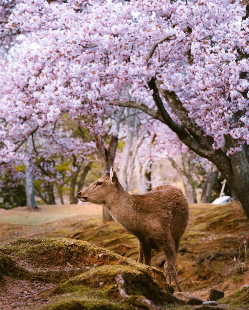 Cherry Trees: Early Season Deer Delights