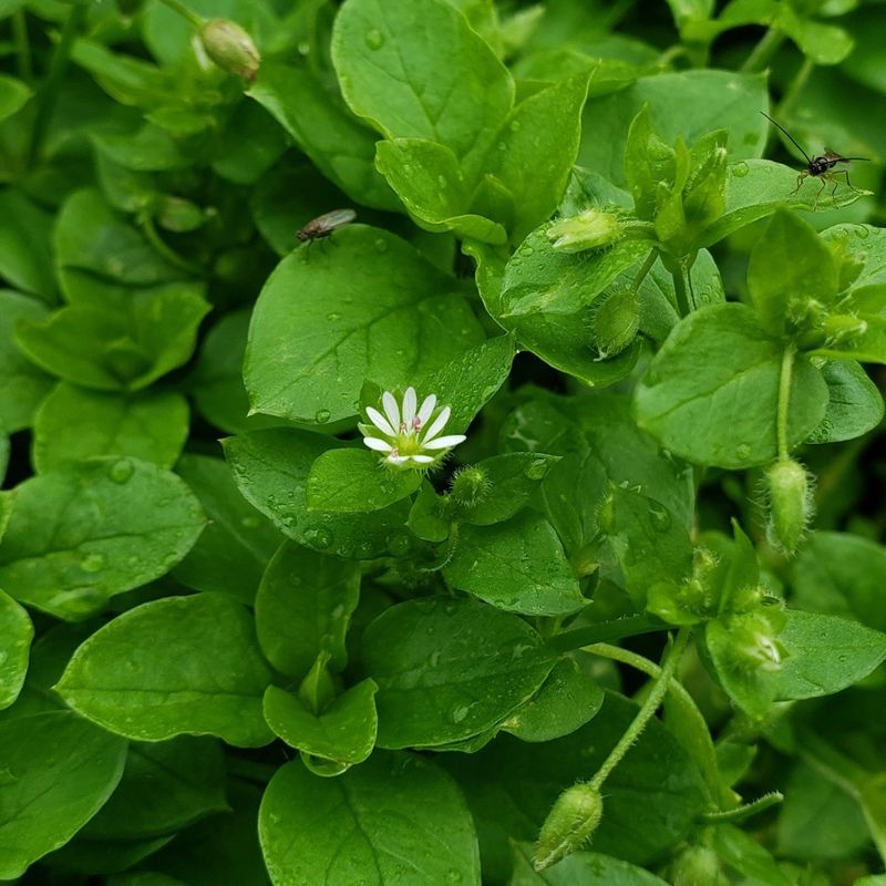 Chickweed (Stellaria media)