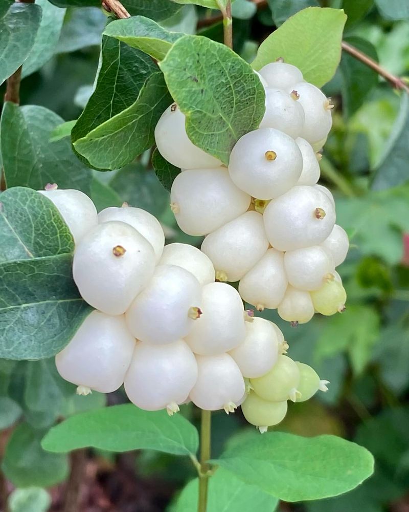 Snowberry (Symphoricarpos albus)