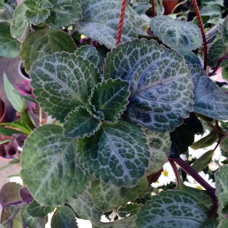 Plectranthus Verticillatus