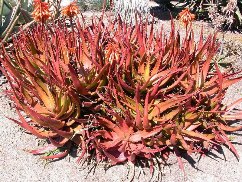 Aloe cameronii (Red Aloe)