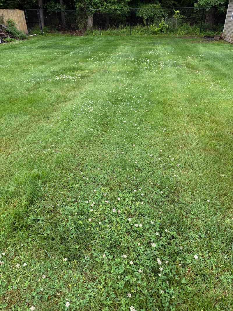 Maintain A Chemical-Free Lawn