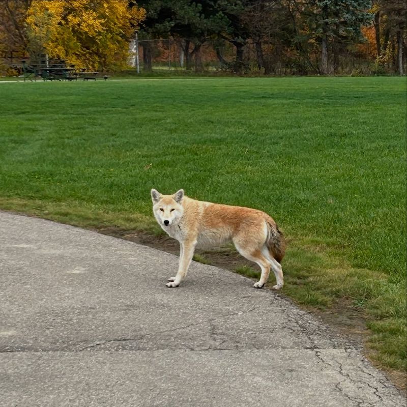 Don't Run Away