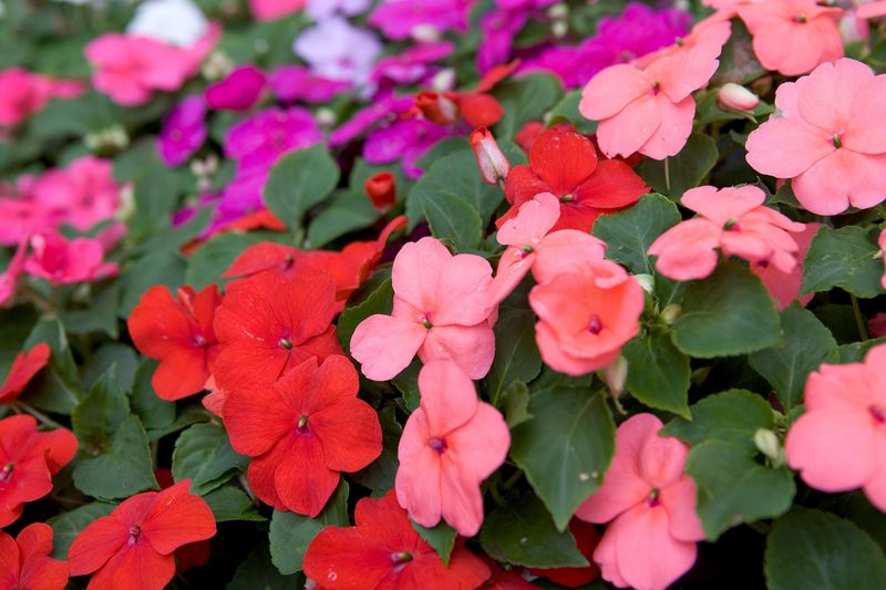 Use Bottom Watering Techniques
