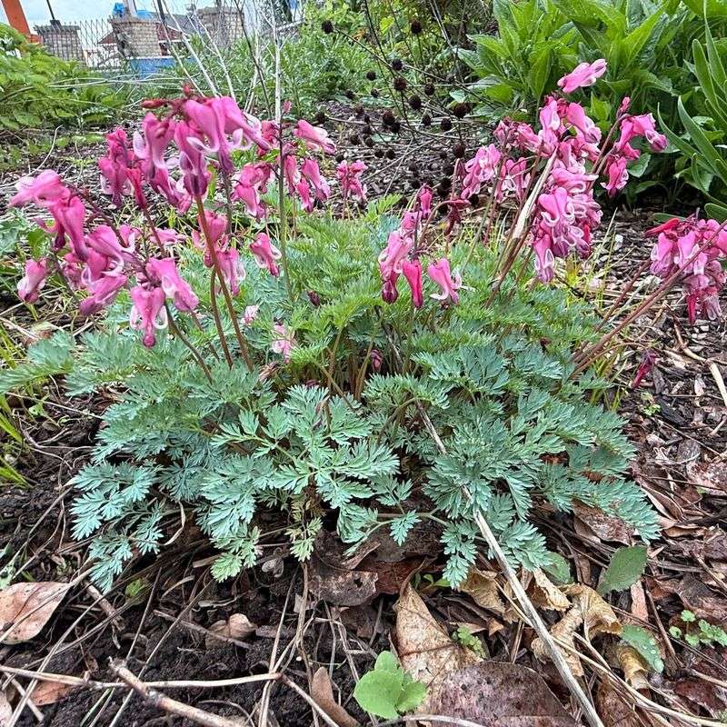 DON'T Prune Spring-Flowering Perennials Too Early