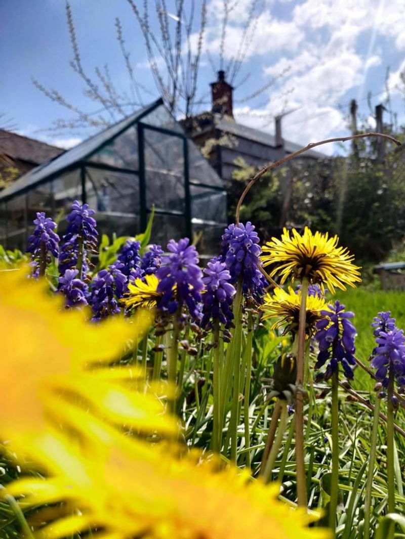 Add Pollinator-Friendly Companions