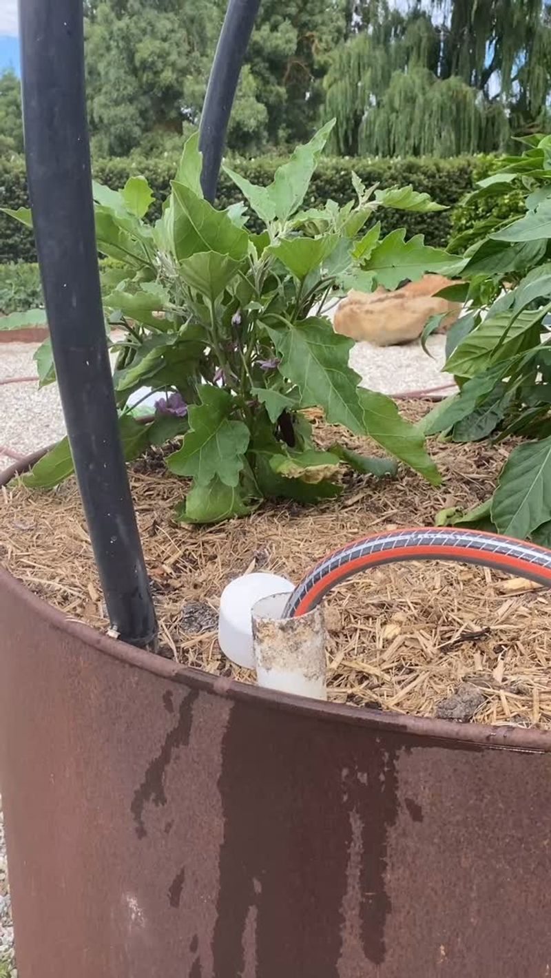 Water Deeply Immediately After Planting