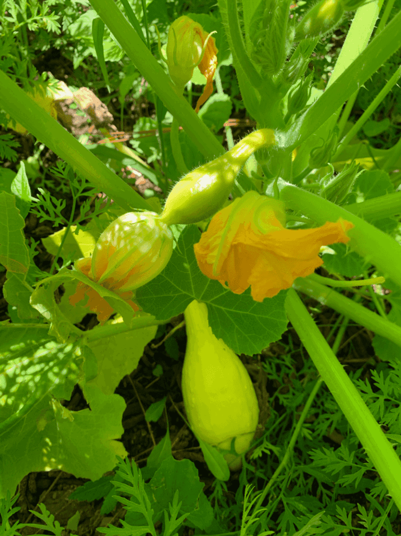 Prune For Pollinator Access