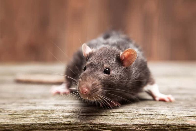 Remove Rodent Populations