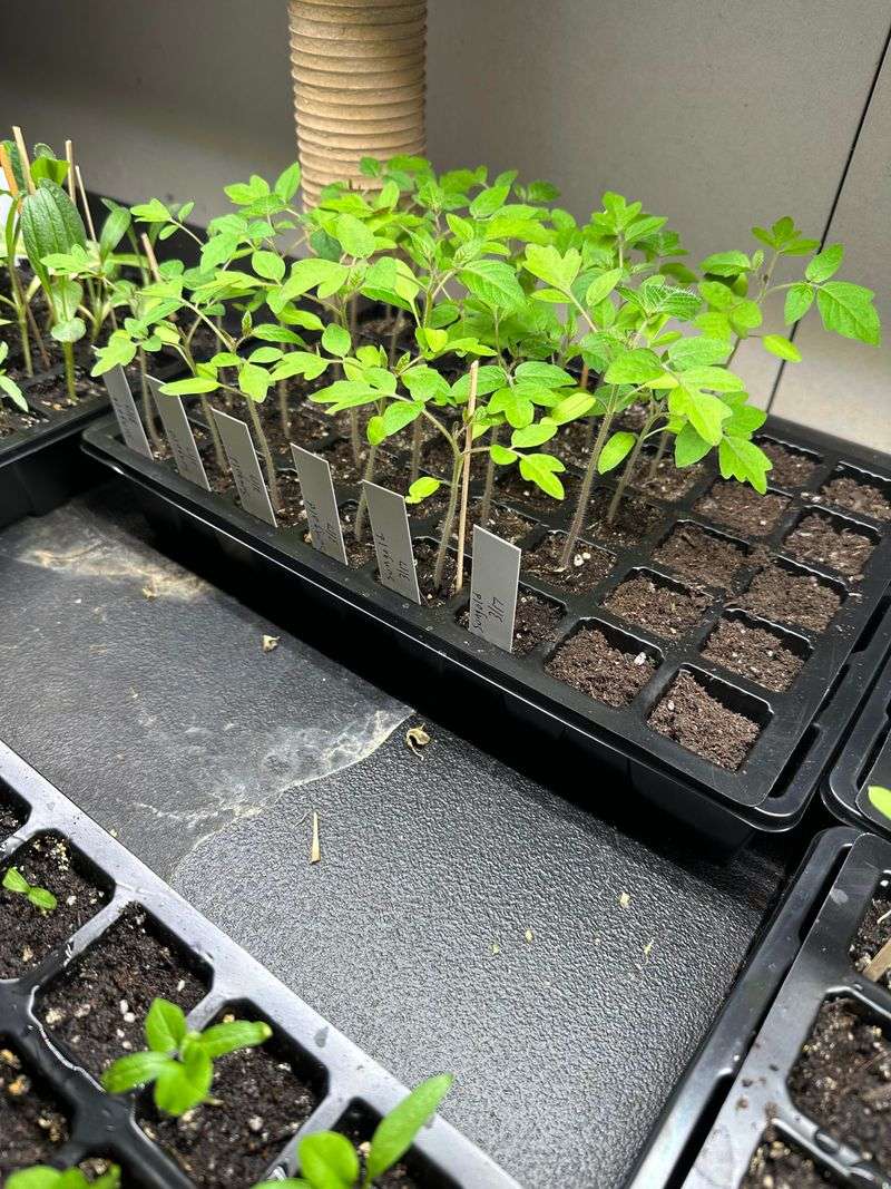 Separate Seedlings Carefully