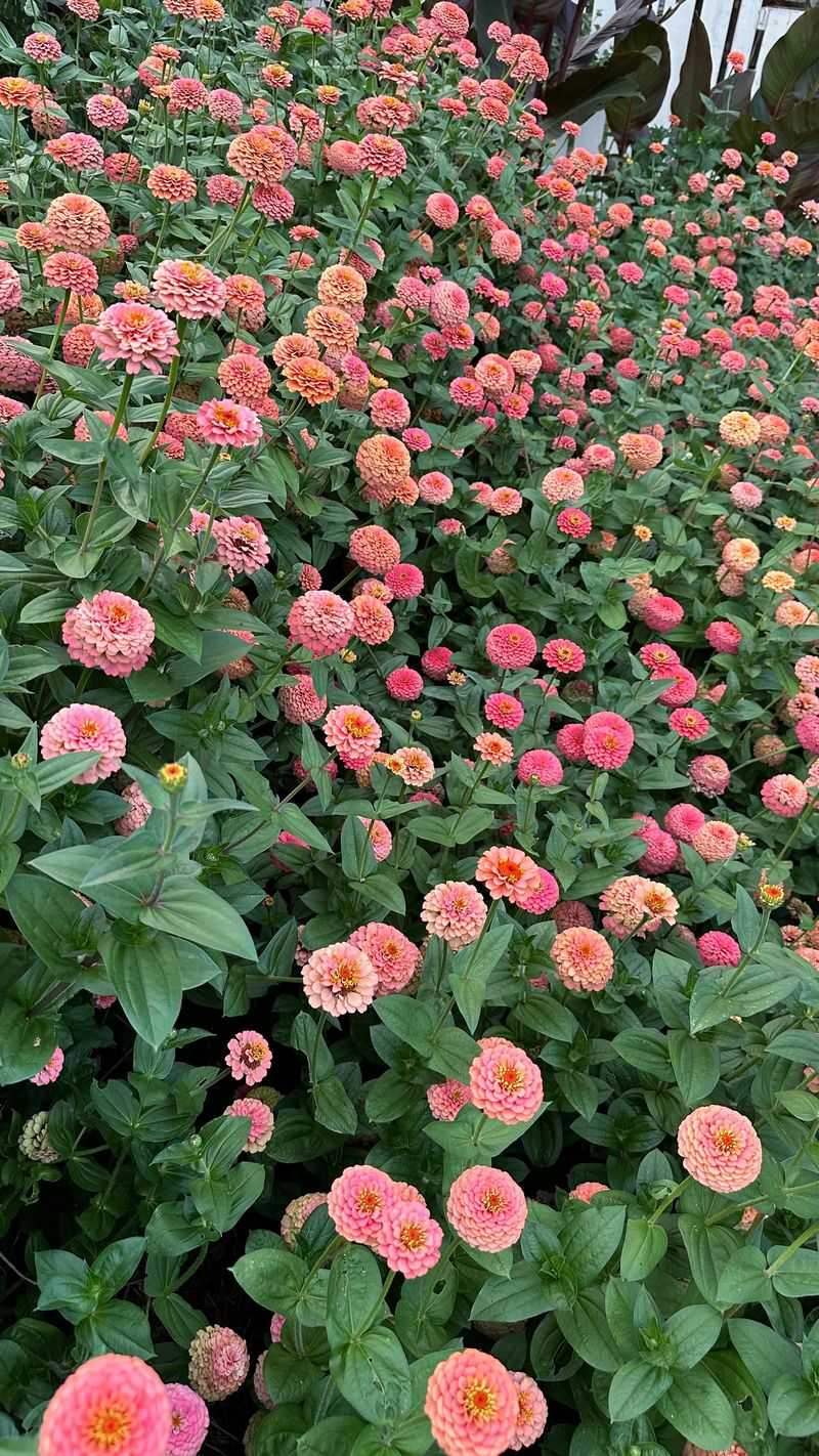 Plant Multiple Cuttings Together